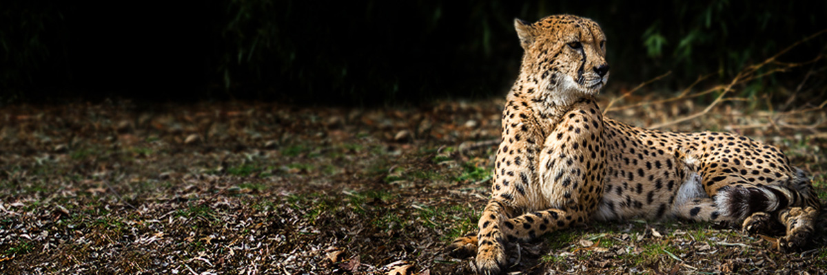 Cheetah with keen focus look